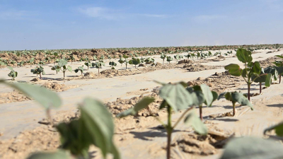 От хлопка до одежды: масштабный кластер создадут в Туркестанской области