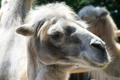 Верблюды массово гибнут в Атырауской области