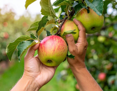 В Шымкенте вынесли приговор по делу о хищениях средств, выделенных на яблоневые сады
