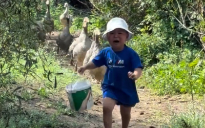 Убегающий от гусей малыш из Актобе восхитил мировой Интернет