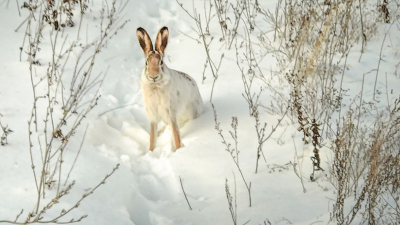 В Татарстане завершается сезон охоты на лис, зайцев и кабанов