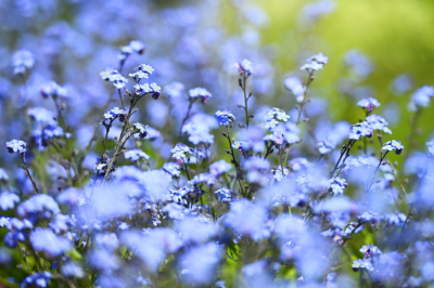 Разбросайте семена по снегу &mdash; и весной получите ковёр из голубых жемчужин, которыми будут любоваться все соседи