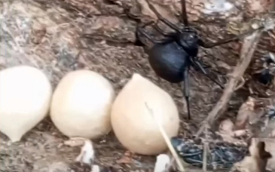 От нашествия каракуртов страдают актюбинцы