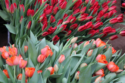 Во сколько обойдутся жителям Новосибирска цветы на 8 марта