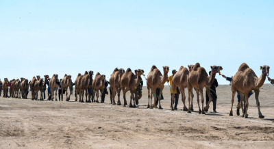 Казахстан вошел в Книгу рекордов Гиннесса с караваном из 1000 верблюдов