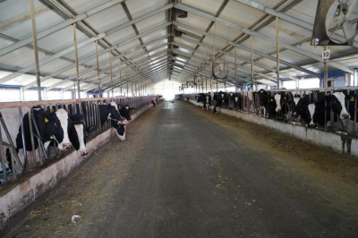 Дефицита говядины в стране нет – Минсельхоз РК