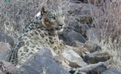 Еще на одного снежного барса установлено GPS-устройство