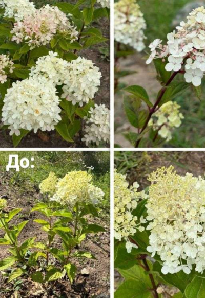 Ботанический сад Астаны обратился к жителям из-за вырванных растений