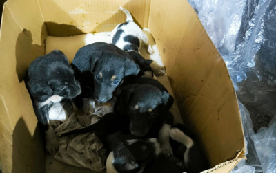 Замотали коробку скотчем и бросили умирать