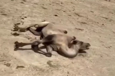 Не инфекция: в четырёх сёлах погибли верблюды