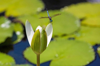 Двое мужчин искупались в пруду Ботанического сада в Астане
