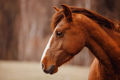 В горах Алматы спасли лошадь, застрявшую под камнями