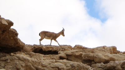 Миллиардный проект требуют остановить в Казахстане из-за угрозы природе