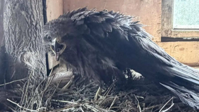 Семья из Зеленодольского района спасла черного коршуна, запутавшегося в леске